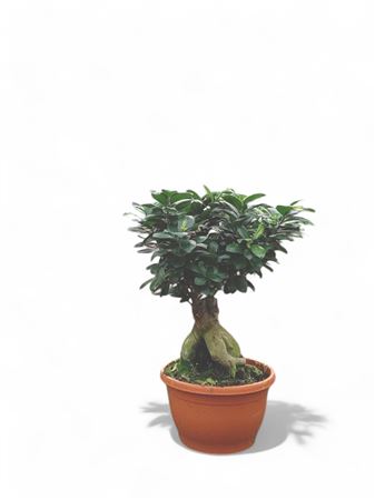 Ficus microcarpa Ginseng broom 1000gr |  P.30cm -  H.60 cm