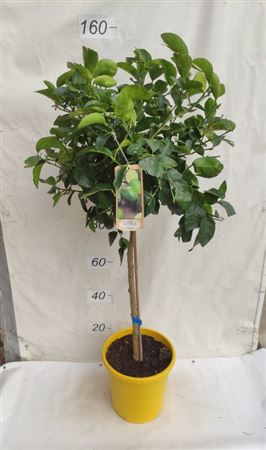 Citrus aurantifolia Lime |  P.30cm -  H.160 cm