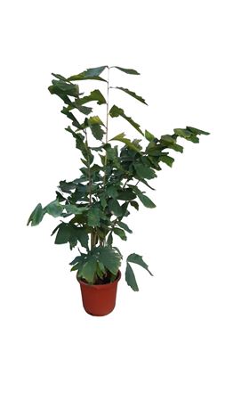 Caryota mitis |  P.30cm -  H.170 cm