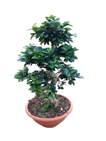 Ficus microcarpa Ginseng 80cm |  P.35cm -  H.80 cm