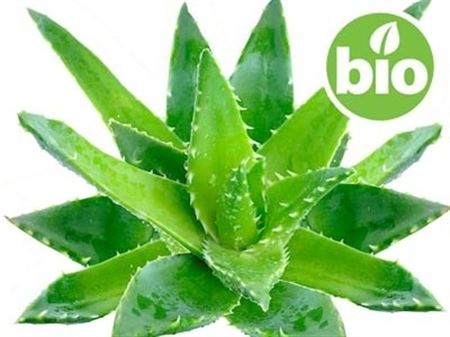 Aloe Vera Bio |  P.35cm -  H.85 cm