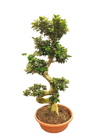 Ficus microcarpa Ginseng 110cm |  P.35cm -  H.110 cm