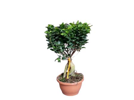 Ficus microcarpa Ginseng broom 1500gr |  P.35cm -  H.40 cm