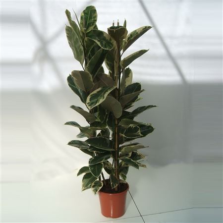 Ficus Elastica Tineke 3PP |  P.35cm -  H.180 cm