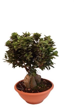 Ficus microcarpa Ginseng broom 2000gr |  P.35cm -  H.60 cm