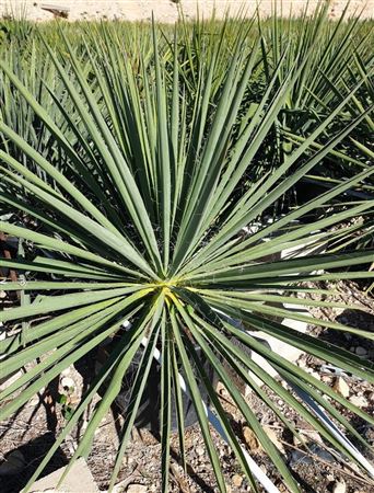 Yucca Filamentosa 30Ltr |  P.40cm -  H.80 cm