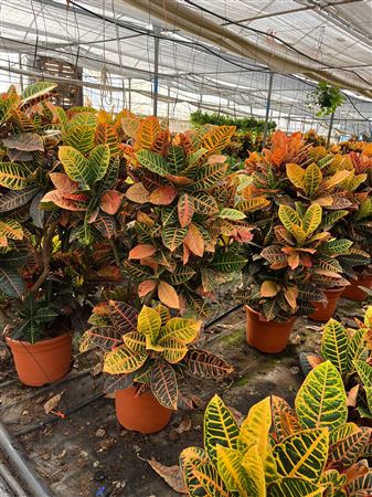 Codiaeum Branch Group | Grupo |  P.40cm -  H.150 cm