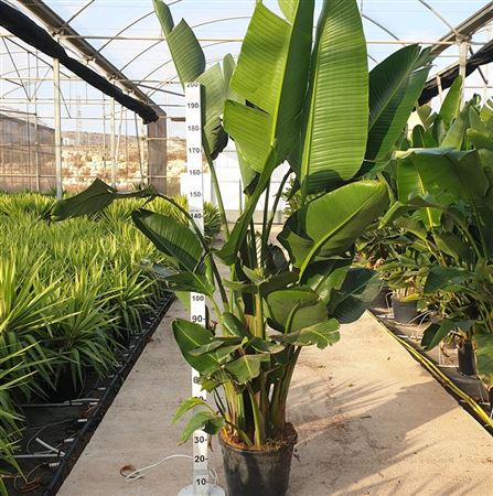 Strelitzia nicolai 4 PP |  P.40cm -  H.180 cm