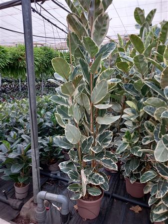Ficus Elastica Tineke 3PP |  P.50cm -  H.210 cm