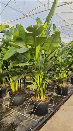 Strelitzia nicolai 6 PP |  P.50cm -  H.220 cm