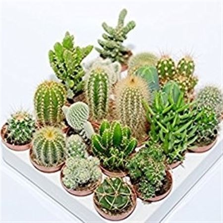 Cactus Mix 5.5cm |  P.5cm -  H.8 cm