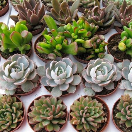 Succulenten Mix 5.5cm |  P.5cm -  H.15 cm