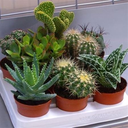 Cactus Mix 8.5cm |  P.8cm -  H.14 cm