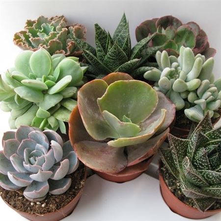 Succulenten Mix 8.5cm |  P.8cm -  H.15 cm