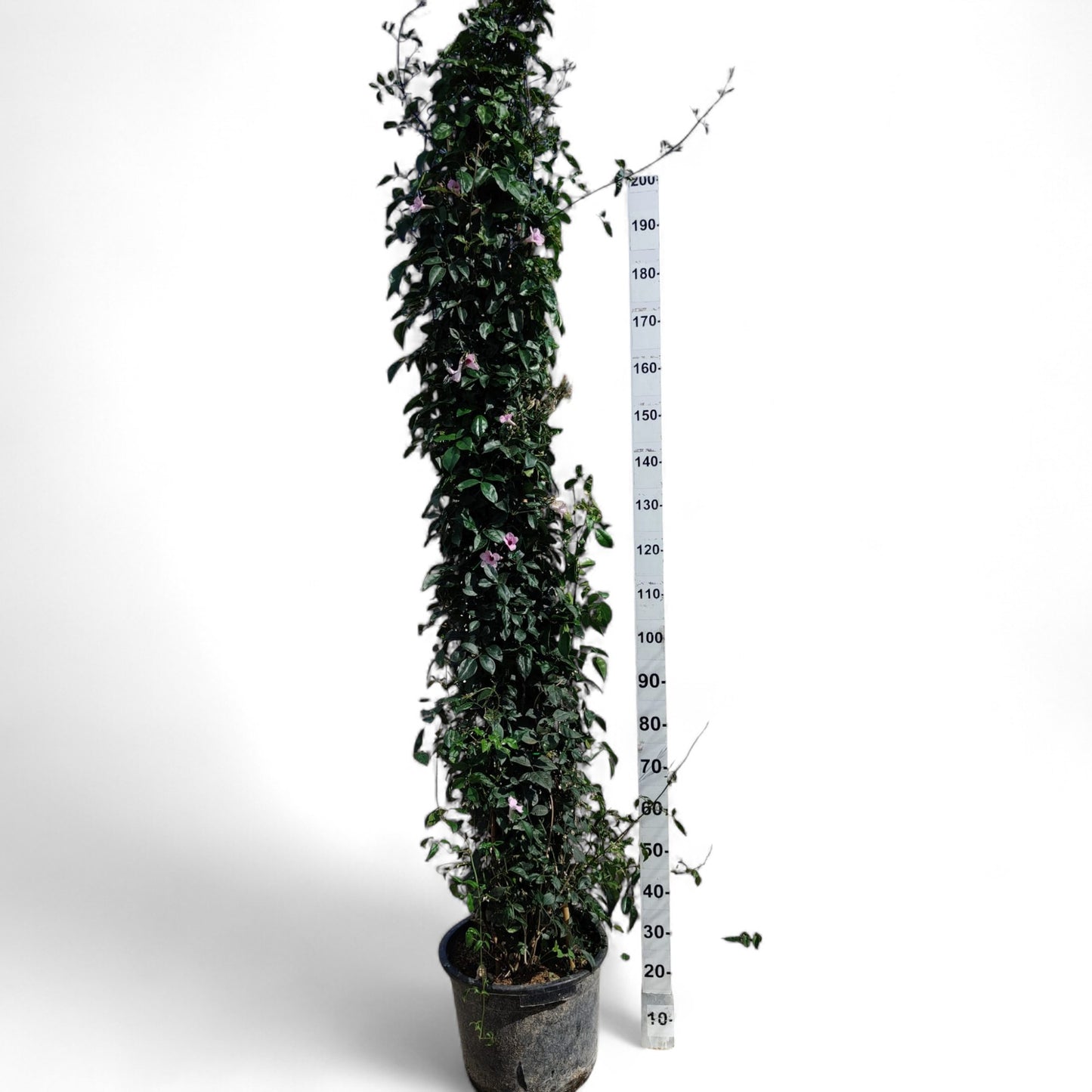 Bignonia Jasminoides  |  P.35cm -  H.210 cm