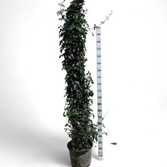 Bignonia Jasminoides  |  P.35cm -  H.210 cm