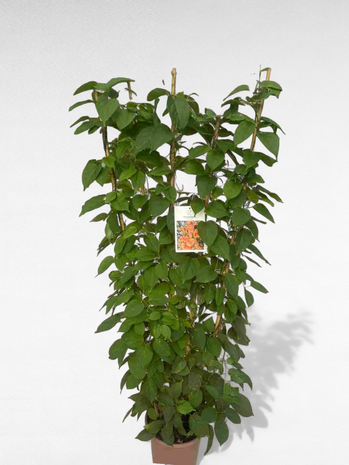 Bignonia Venusta |  P.27cm H.150 cm