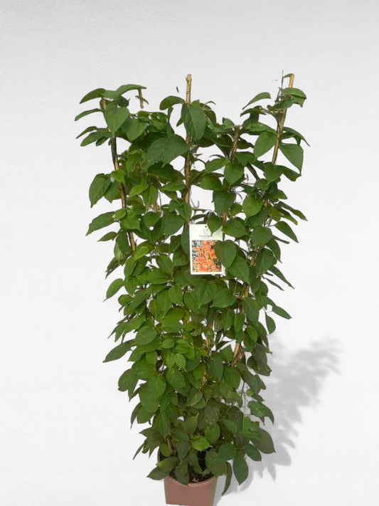 Bignonia Venusta |  P.27cm H.150 cm