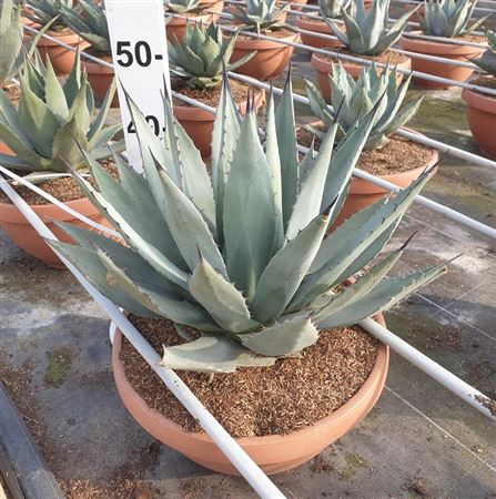 Agave mix |  P.40cm -  H.60 cm