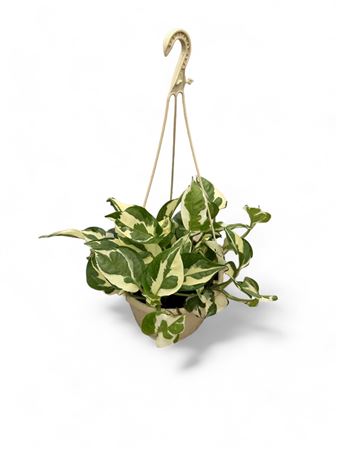 Epipremnum N'Joy Hang | Colgar |  P.15cm -  H.25 cm