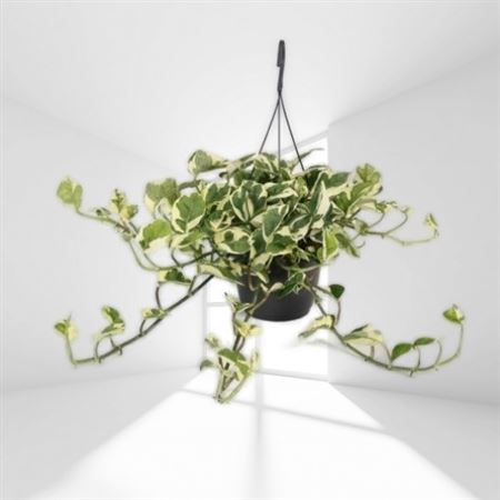 Epipremnum N'Joy Hang | Colgar |  P.23cm -  H.20 cm