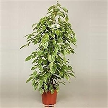 Ficus Golden King 1PP |  P.17cm -  H.90 cm