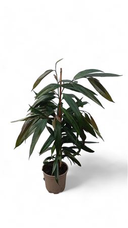 Ficus Amstel King 1PP |  P.17cm -  H.90 cm