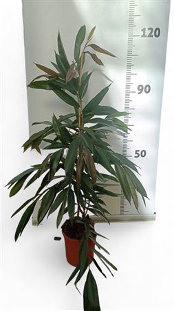 Ficus Amstel King 1PP |  P.20cm -  H.120 cm