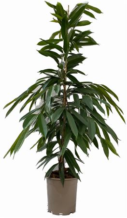 Ficus Amstel King 1PP |  P.22cm -  H.150 cm