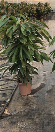Ficus Amstel King 1PP |  P.24cm -  H.110 cm