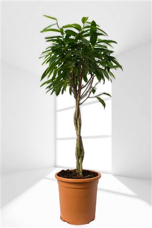 Ficus Amstel King Gevlochten | Trenzado |  P.25cm -  H.110 cm