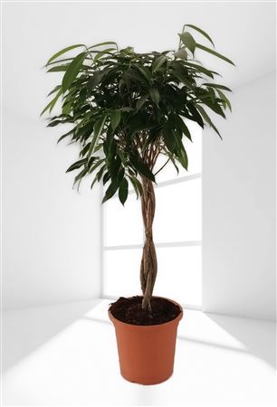 Ficus Amstel King Gevlochten | Trenzado |  P.30cm -  H.150 cm