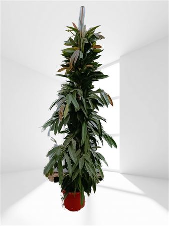 Ficus Amstel King 1PP |  P.35cm -  H.210 cm