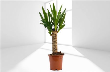 Yucca Elephantipis 30 |  P.14cm -  H.30 cm
