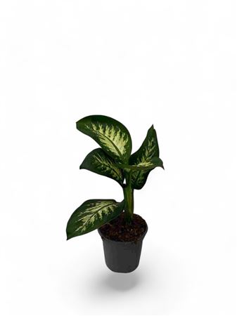 Dieffenbachia Tropic Lemon |  P.15cm -  H.40 cm