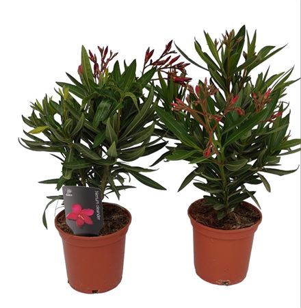 Nerium Oleander Bush 40-50cm |  P.14cm -  H.45 cm