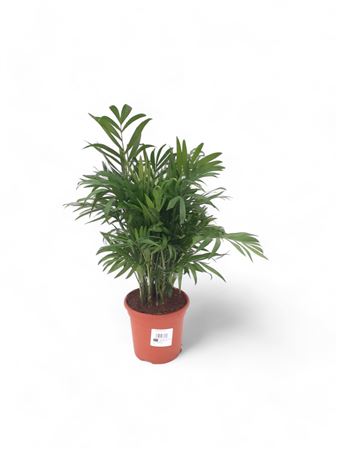 Chamaedorea Elegans | P.14cm -  H.50 cm