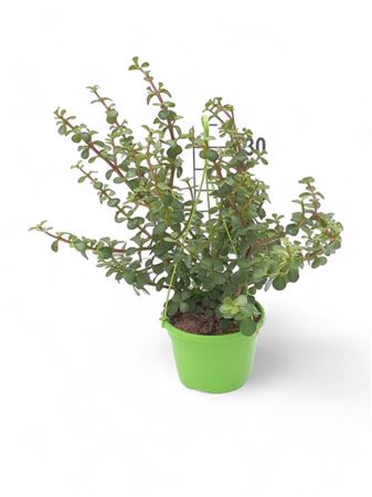 Portulacaria Hang | Colgar |  P.15cm -  H.30 cm