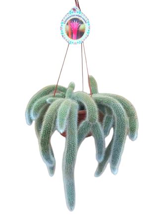 Cleistocactus |  P.15cm -  H.15 cm