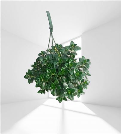 Hipocyrta Glabra - Hang/colgar 15cm |  P.15cm -  H.40 cm