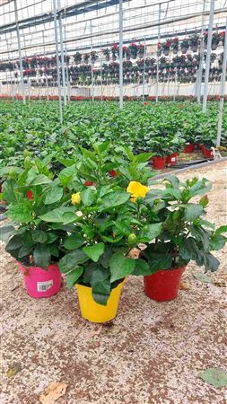 Hibiscus Collection Fantasy Bush |  P.15cm -  H.45 cm