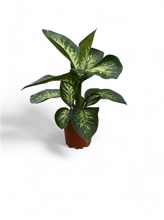 Dieffenbachia Tropic Lemon |  P.17cm -  H.60 cm