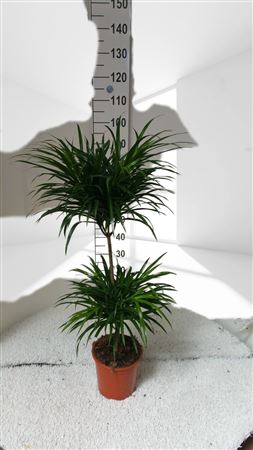 Dracaena san luis | 45.15 |  P.17cm -  H.60 cm