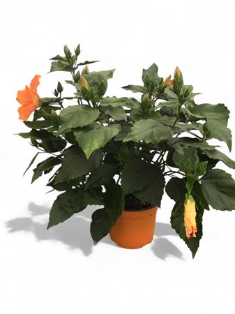 Hibiscus Collection Fantasy Bush |  P.17cm -  H.45 cm