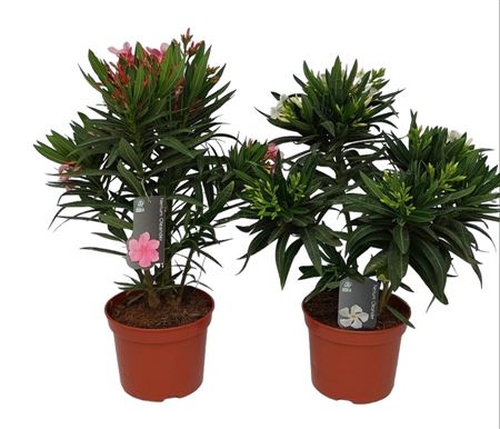 Nerium Oleander Bush 50-60cm |  P.18cm -  H.50 cm