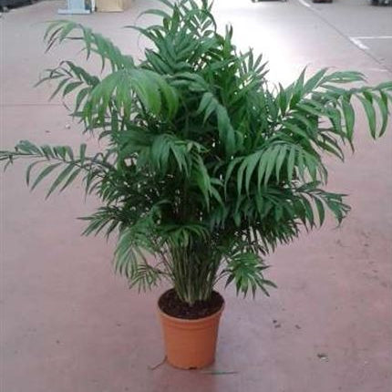 Chamaedorea Elegans |  P.17cm -  H.60 cm