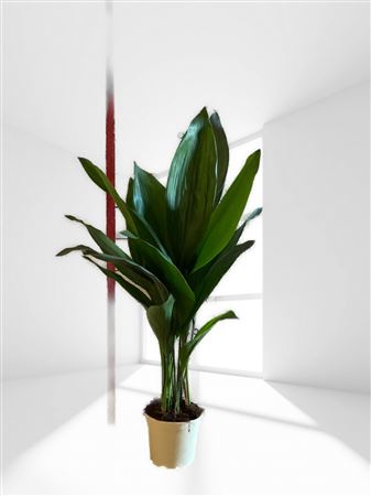 Aspidistra Elatior | 15-20 leaves |  P.17cm -  H.80 cm