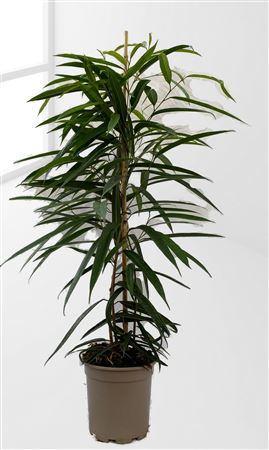 Ficus Binnendijkii Alii 1PP |  P.17cm -  H.90 cm