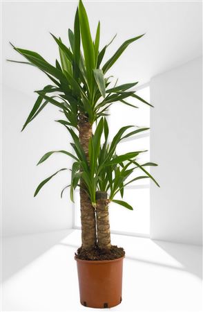 Yucca Elephantipis 60-30 |  P.18cm -  H.60 cm