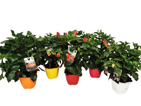 Hibiscus Collection Fantasy |  P.19cm -  H.45 cm